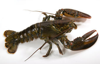 Live Canadian Lobster 1.00 - 1.25 lbs. - CHIX